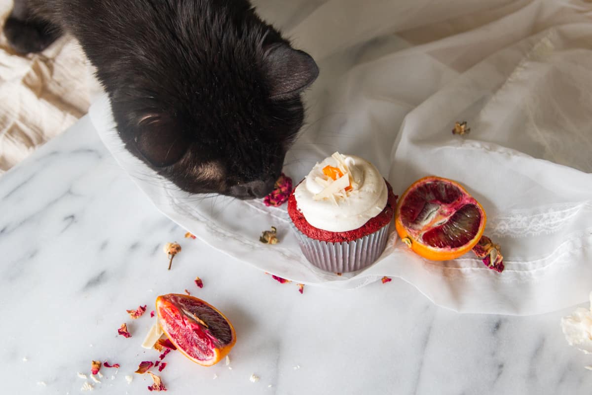 Black cat sniffing cupcake