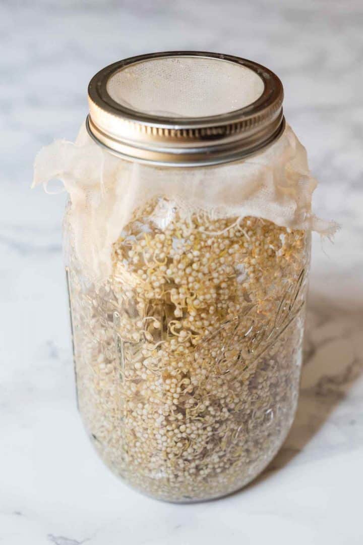 Jar of sprouted quinoa
